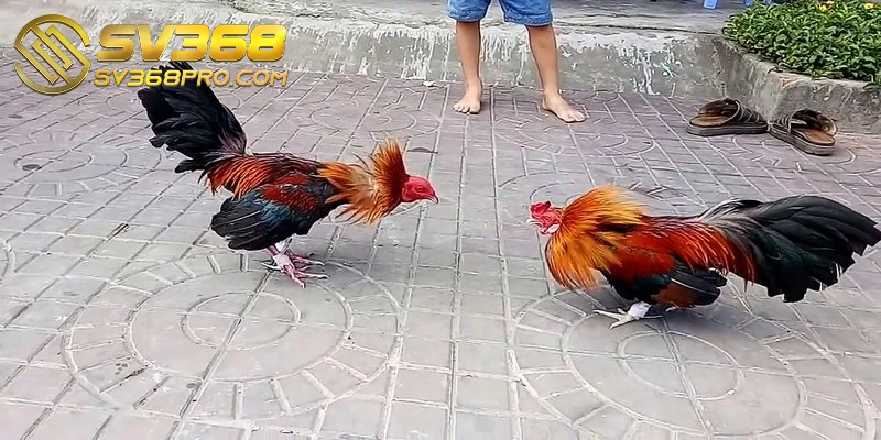 Chuẩn bị môi trường huấn luyện và trang thiết bị cho gà đá