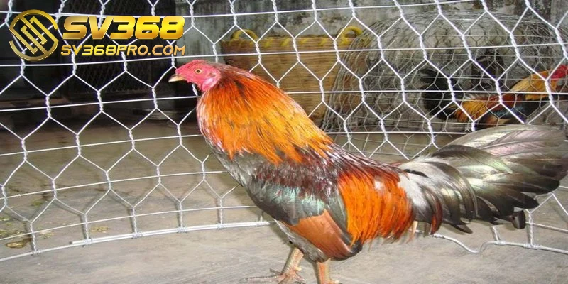 Tùy theo từng giai đoạn phát triển để cung cấp thức ăn cho gà