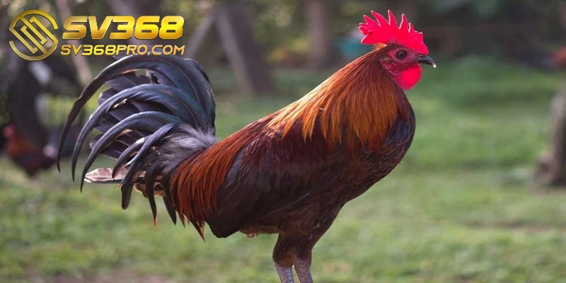 Cách huấn luyện gà đá cựa sắt có tầm quan trọng rất lớn
