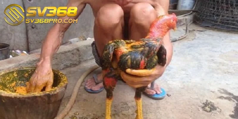 Chăm sóc gà chọi sau khi đá bằng om bóp hiệu quả