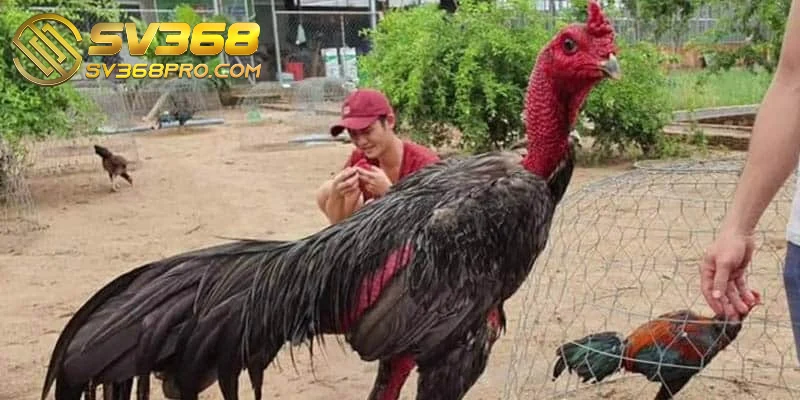 Thực đơn lý tưởng để chăm sóc gà chọi là thóc và các loại hạt