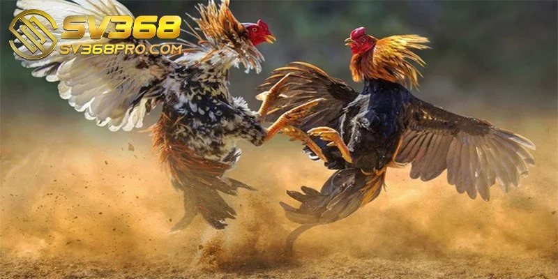 Đá gà SV368 được xem là một trong những trải nghiệm giải trí hàng đầu