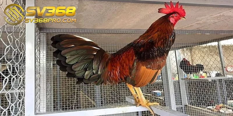 Cách chọn giống nuôi gà đá chất lượng cho anh em sư kê