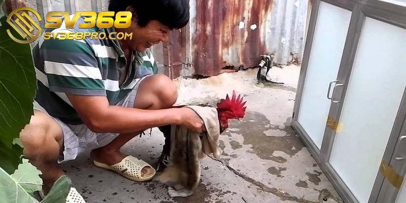 Đánh giá chiến kê và điều chỉnh chế độ chăn nuôi