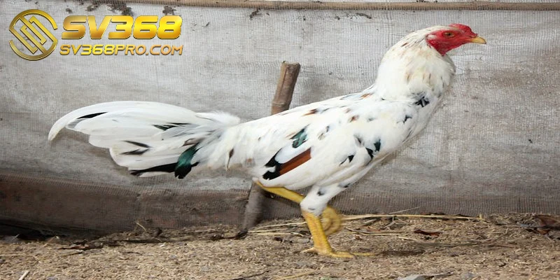 Asil đều là cái tên không thể thiếu trong bộ sưu tập giống gà đá