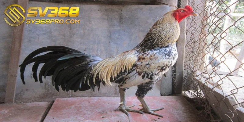 Giống gà Asil nổi tiếng bởi ngoại hình bắt mắt
