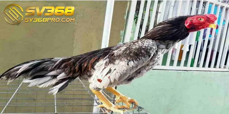 Shamo là một biểu tượng văn hóa trong cộng đồng yêu thích chọi gà