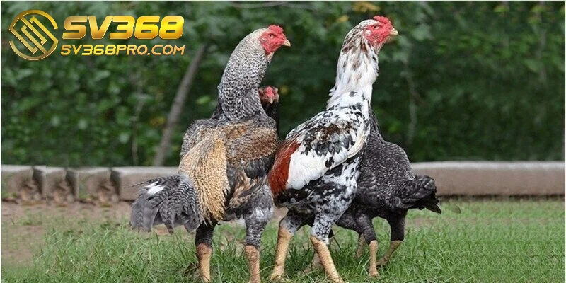 Những nét đặc điểm riêng của dòng gà chiến Shamo