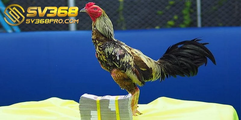 Việc nuôi dưỡng gà Shamo luôn luôn đòi hỏi sự tận tâm