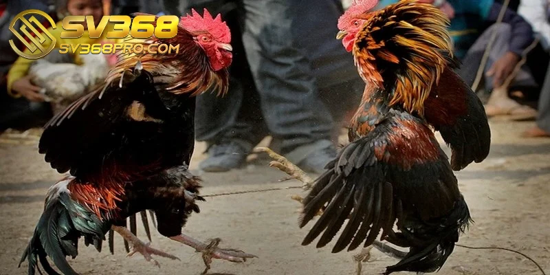 Gà đá Philippine là những chiến binh thực sự với tinh thần kiên trì