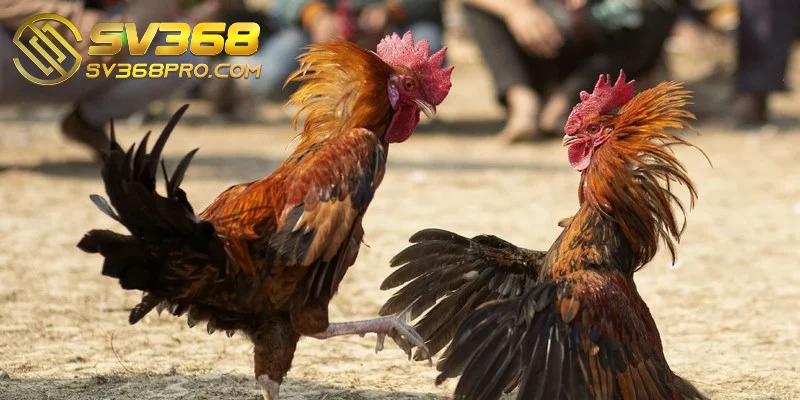 Gà chọi Philippine là dòng gà chiến phổ biến nổi tiếng từ lâu đời