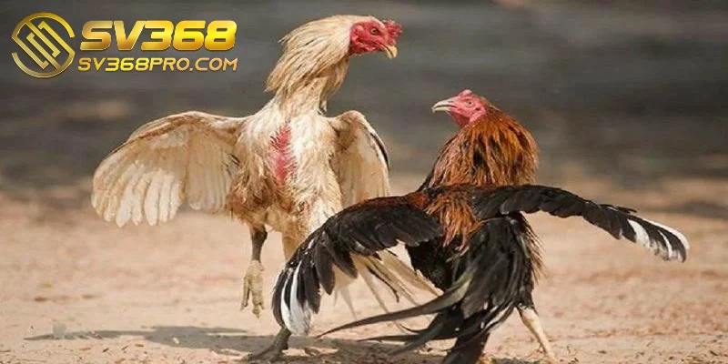 Gà đá Philippine mang trong mình lịch sử văn hóa sâu sắc