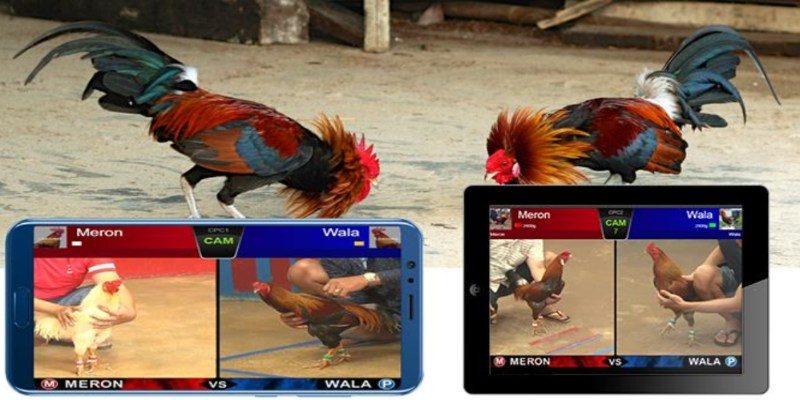 Tận hưởng trận đấu gà kịch tính